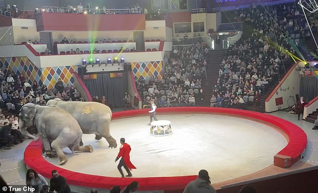دخل اثنان من الفيلة في مشاهد من الفوضى في سيرك روسي
