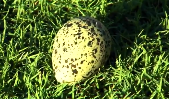 البيضة على ارض الملعب