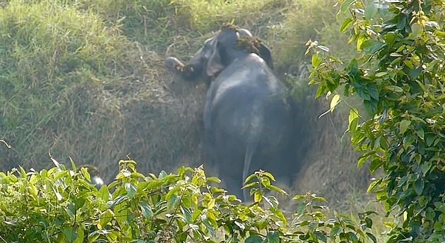 فيل يساعد أخرى على الخروج من حفرة بتايلاند (2)