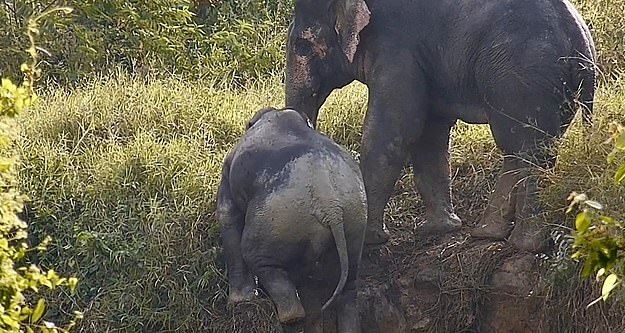 فيل يساعد أخرى على الخروج من حفرة بتايلاند (5)