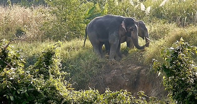فيل يساعد أخرى على الخروج من حفرة بتايلاند (3)