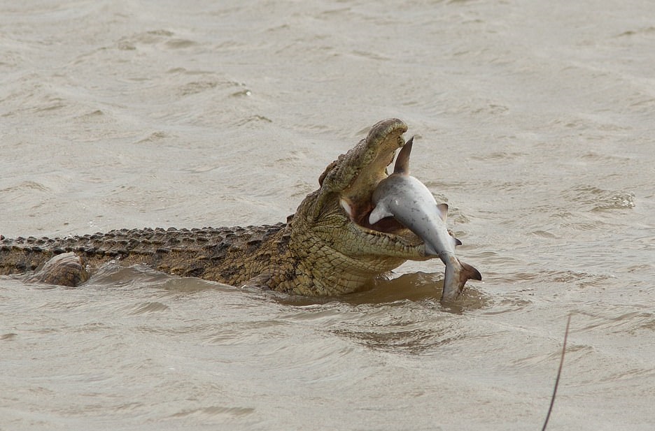 تمساح عملاق يبتلع سمكة قرش في أستراليا (1)