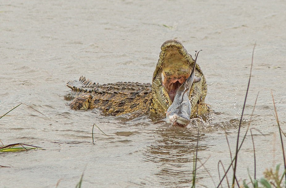 تمساح عملاق يبتلع سمكة قرش في أستراليا (3)
