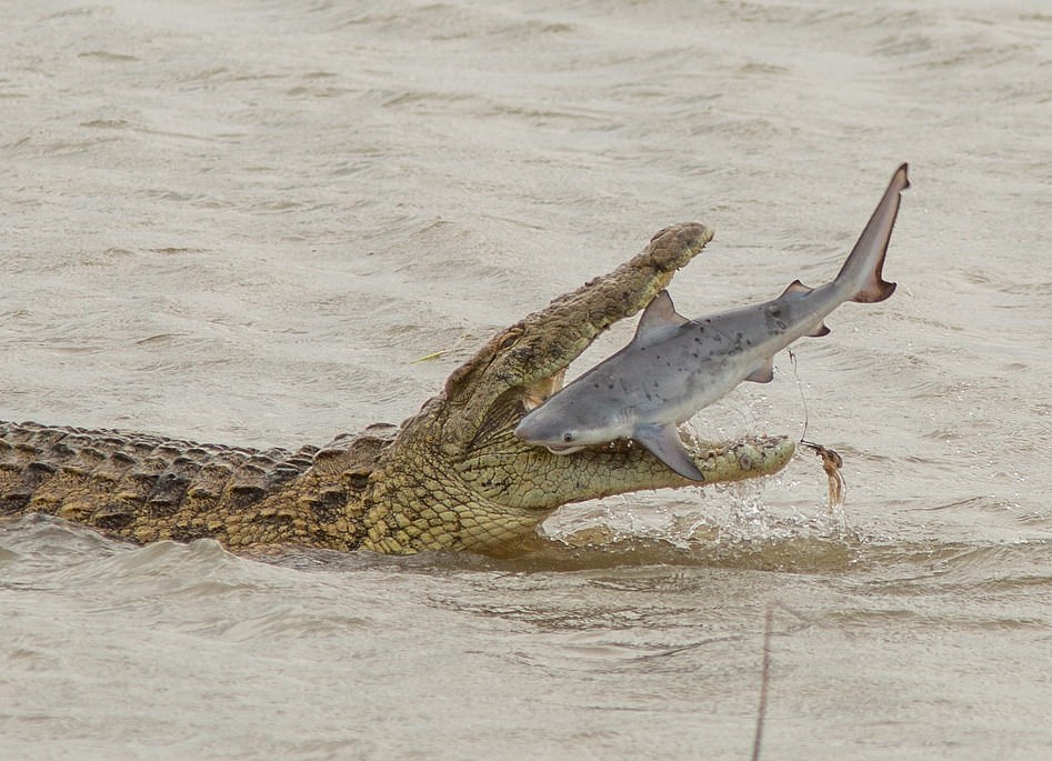 تمساح عملاق يبتلع سمكة قرش في أستراليا (4)