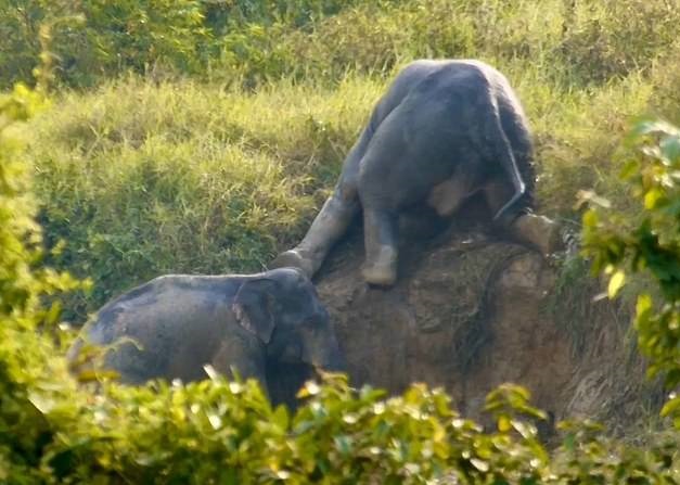 فيل يساعد أخرى على الخروج من حفرة بتايلاند (1)