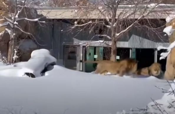 الاسود تلعب وسط الثلوج