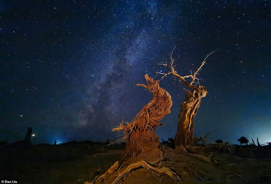 شجرة حور الفرات في منغوليا