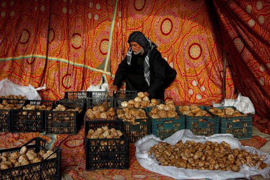 سوق الكمأة في العراق