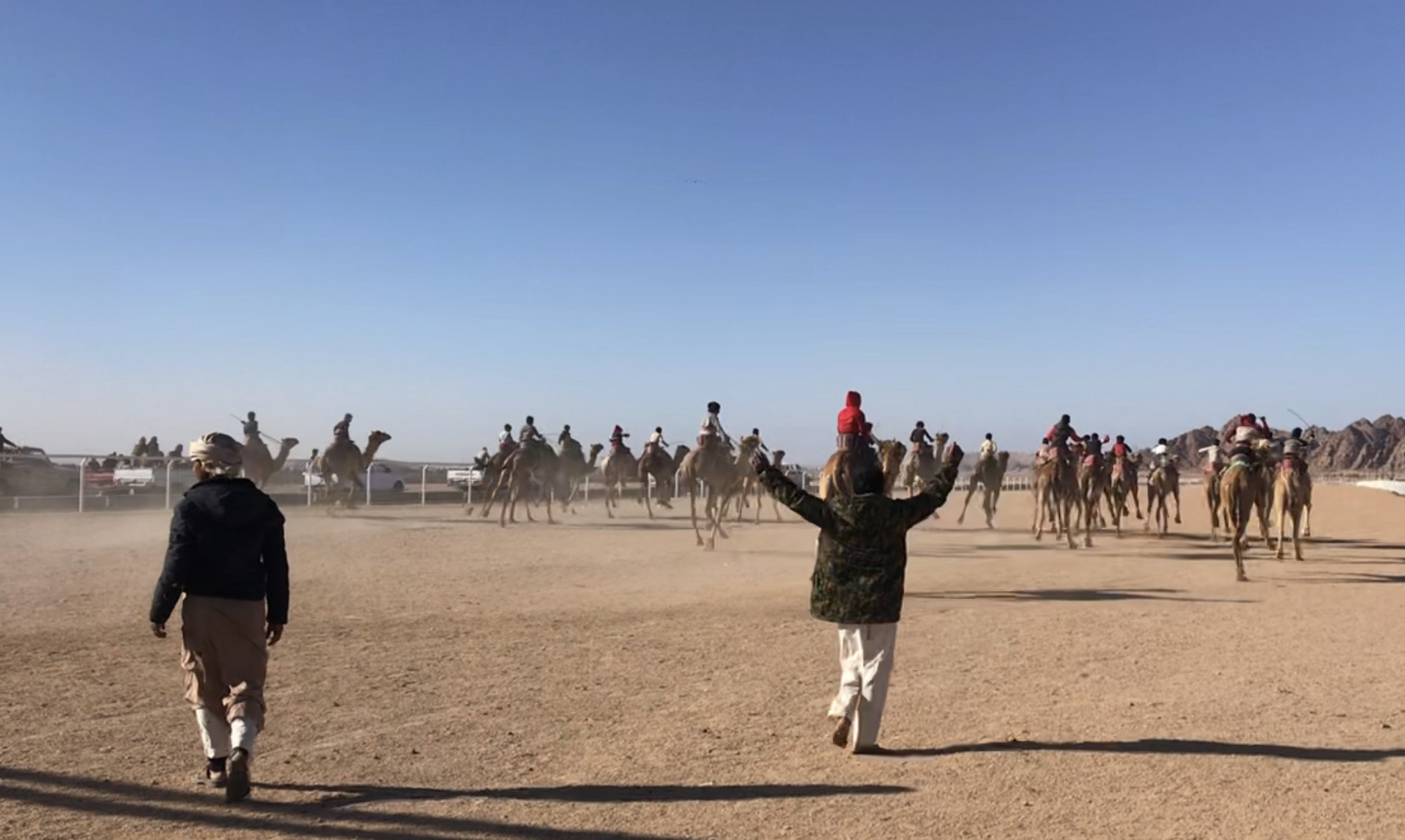سباقات الهجن لليوم الثانى سباقات الهجن لليوم الثانى