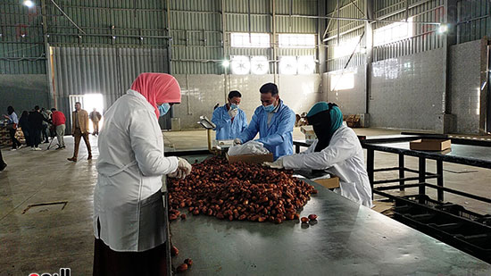بلد الـ4 ملايين نخلة.. "اليوم السابع" يرصد رحلة البلح من المزارعين بلد الـ4 ملايين نخلة.. "اليوم السابع" يرصد رحلة البلح من المزارعين