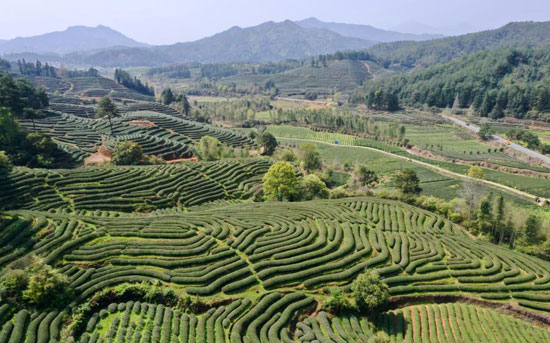 زراعة الشاي فى الصين (10)