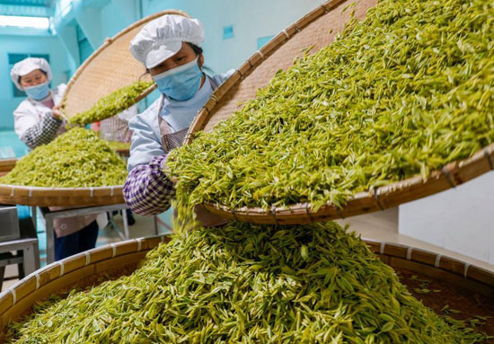 زراعة الشاي فى الصين (6)
