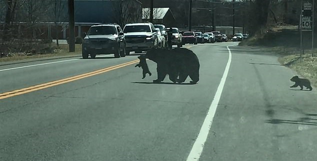 إيقاف الطريق لمرور الدببة في ولاية كونيتيكت الأمريكية (2)