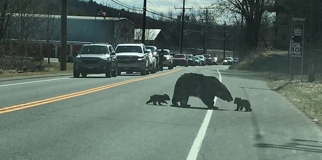 إيقاف الطريق لمرور الدببة في ولاية كونيتيكت الأمريكية (3)