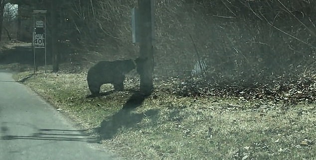 إيقاف الطريق لمرور الدببة في ولاية كونيتيكت الأمريكية (1)