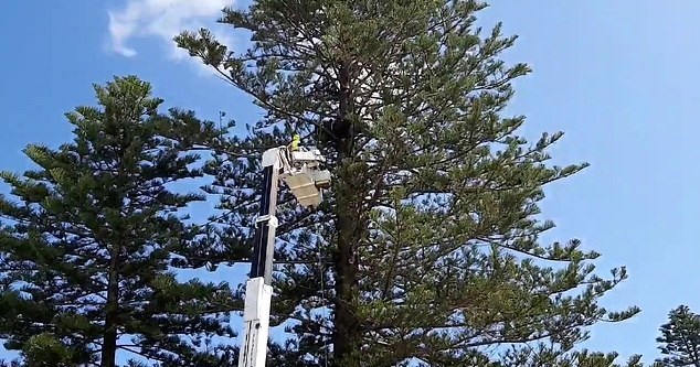 أريكة فوق شجرة مرتفعة تثير حيرة المسئولين في مدينة أستراليه (2)
