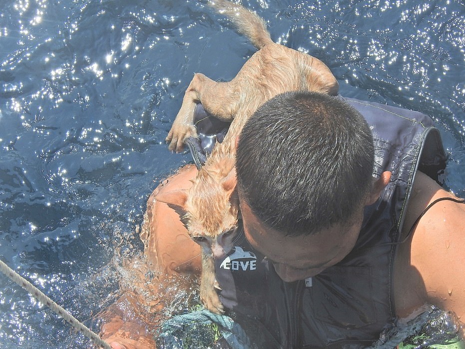 البحرية التايلاندية تنقذ 4 قطط على سفينة نشبت فيها النيران  (4)