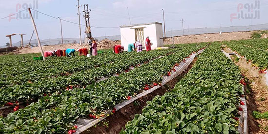 131638-العمالة-بالمزرعة 131638-العمالة-بالمزرعة