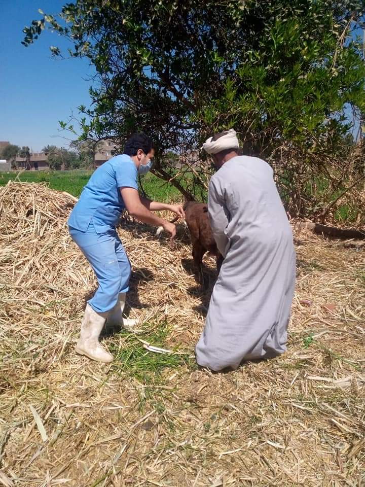 جانب من تطعيم الماشية جانب من تطعيم الماشية