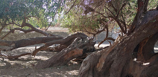 شجرة-يزيد-عمرها-عن-مائة-عام