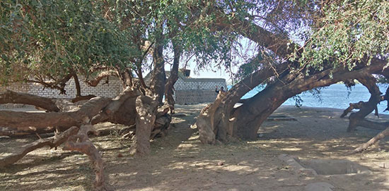 جذوع-شجرة-الشيخ-حسن