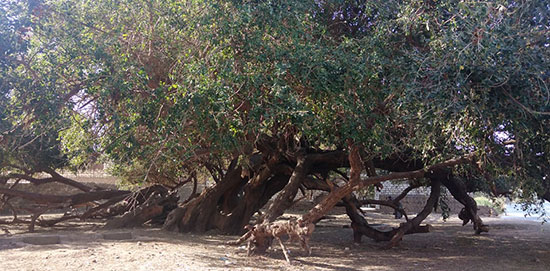 شجرة-الشيخ-حسن