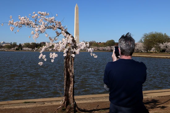 زائر يلتقط صورة لشجرة كرز مميزة