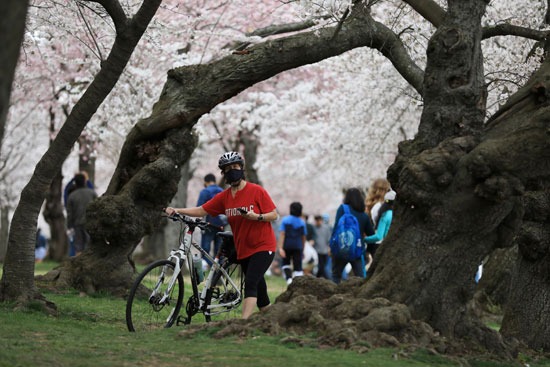 امرأة تمشي مع دراجتها تحت أشجار الكرز