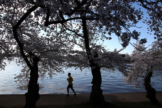 شخص يركض وسط أزهار الكرز السنوية في واشنطن