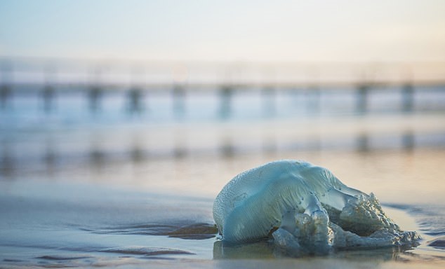 شاب يلقى حتفه بسبب لدغة لقنديل البحر سام في أستراليا (1)