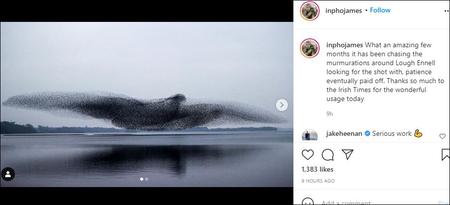 لحظة مدهشة لسرب من طائر الزرزور تتشكل كطائر عملاق فوق بحيرة بإيرلندا (2)
