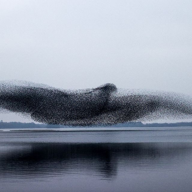 لحظة مدهشة لسرب من طائر الزرزور تتشكل كطائر عملاق فوق بحيرة بإيرلندا (4)