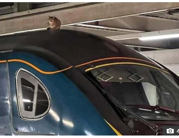 القط على القطار