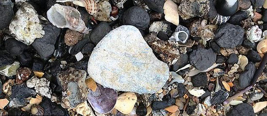 إغلاق شاطئ بعد جمع ألف قطعة من المواد المحتوية على الأسبستوس بسيدنى (2)