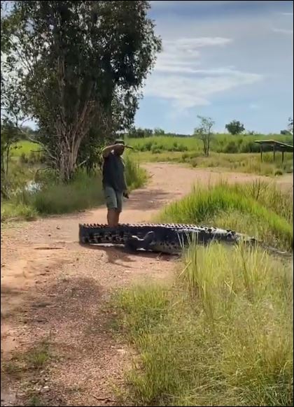 تمساح يستجيب لمذيع أسترالي بالنزول إلى النهر (3)