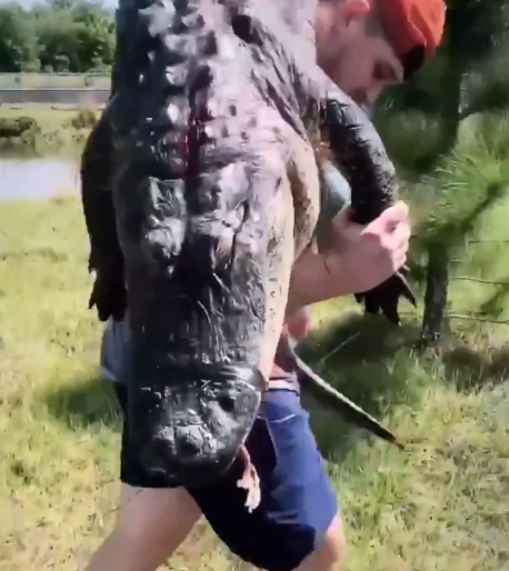 التمساح بعد قتله