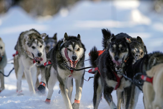 تزلج الكلاب على جبال الاسكا (18)