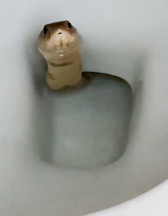 ثعبان الكوبرا داخل المرحاض