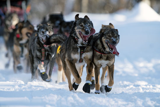 تزلج الكلاب على جبال الاسكا (11)