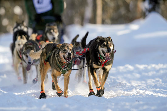 تزلج الكلاب على جبال الاسكا (16)