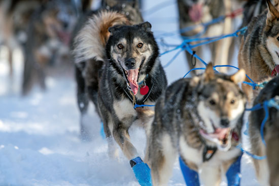 تزلج الكلاب على جبال الاسكا (8)