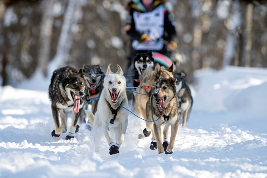 تزلج الكلاب على جبال الاسكا (17)