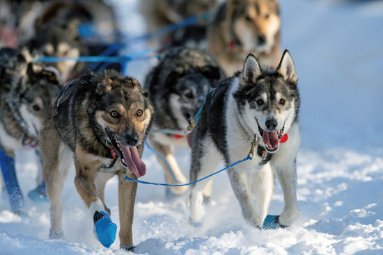 تزلج الكلاب على جبال الاسكا (7)