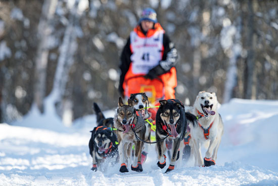 تزلج الكلاب على جبال الاسكا (12)