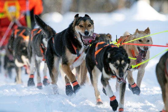 تزلج الكلاب على جبال الاسكا (9)