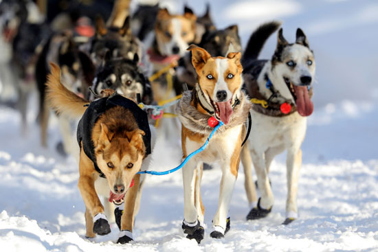 تزلج الكلاب على جبال الاسكا (14)