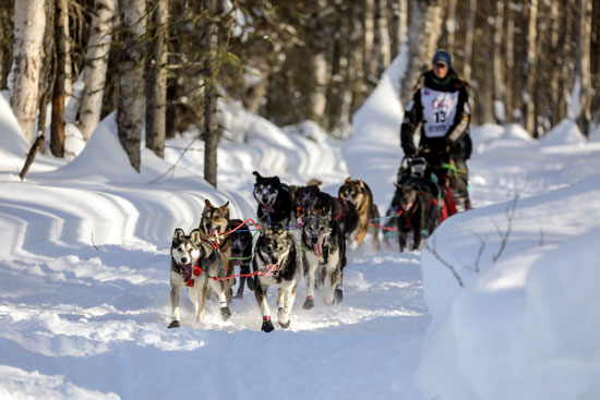 تزلج الكلاب على جبال الاسكا (13)