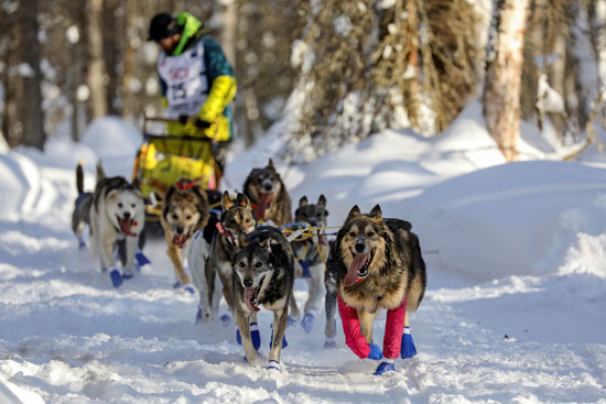 تزلج الكلاب على جبال الاسكا (15)