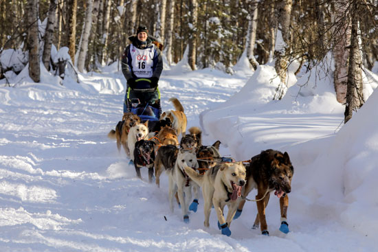 تزلج الكلاب على جبال الاسكا (10)