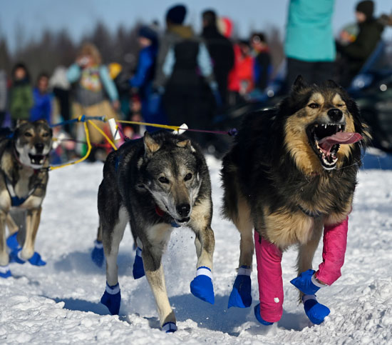 تزلج الكلاب على جبال الاسكا (1)